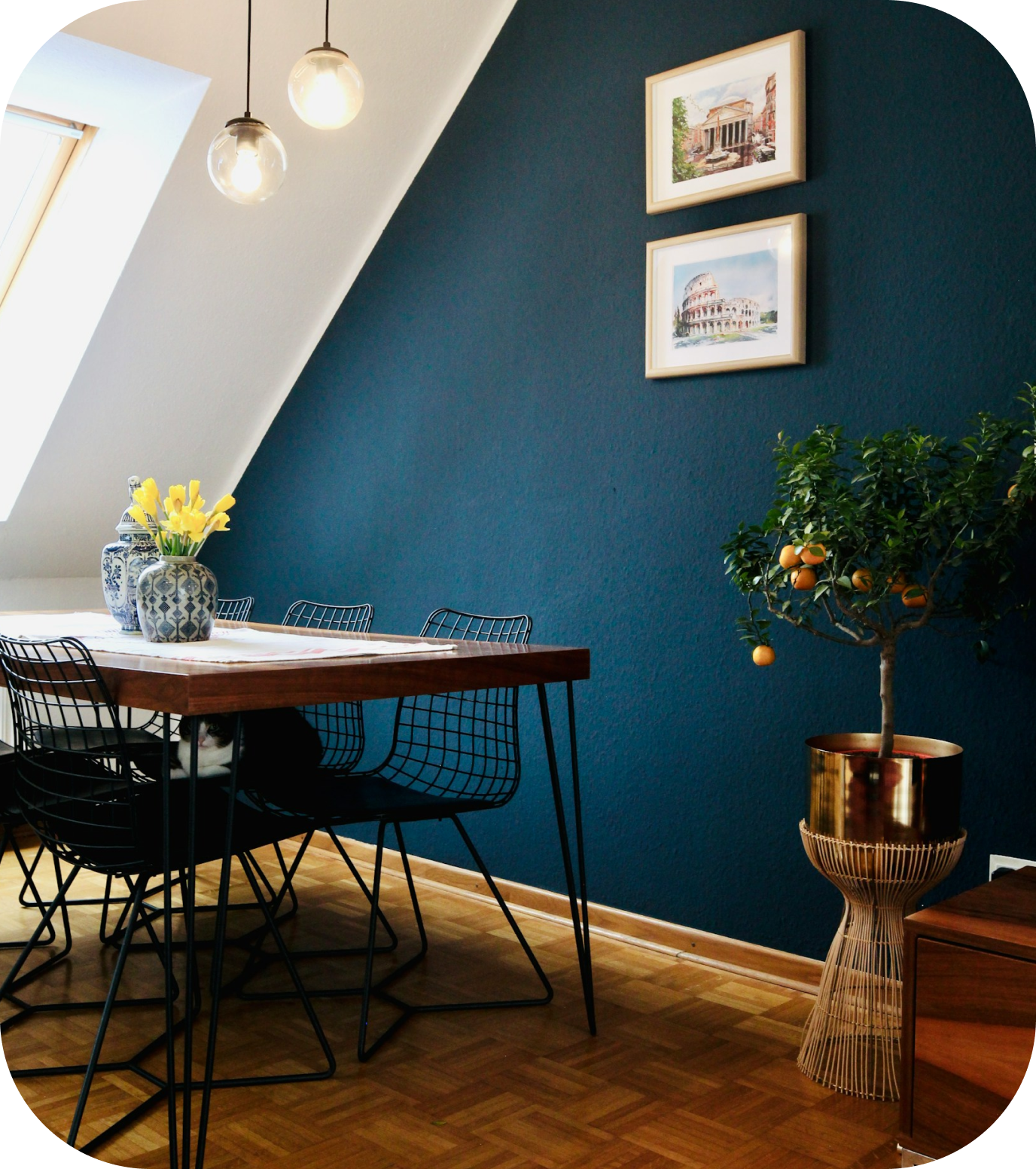 A welcoming dining room with a blue wall, wooden table and citrus tree